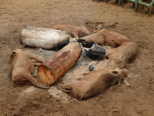 Warthogs warming up around the campfire.